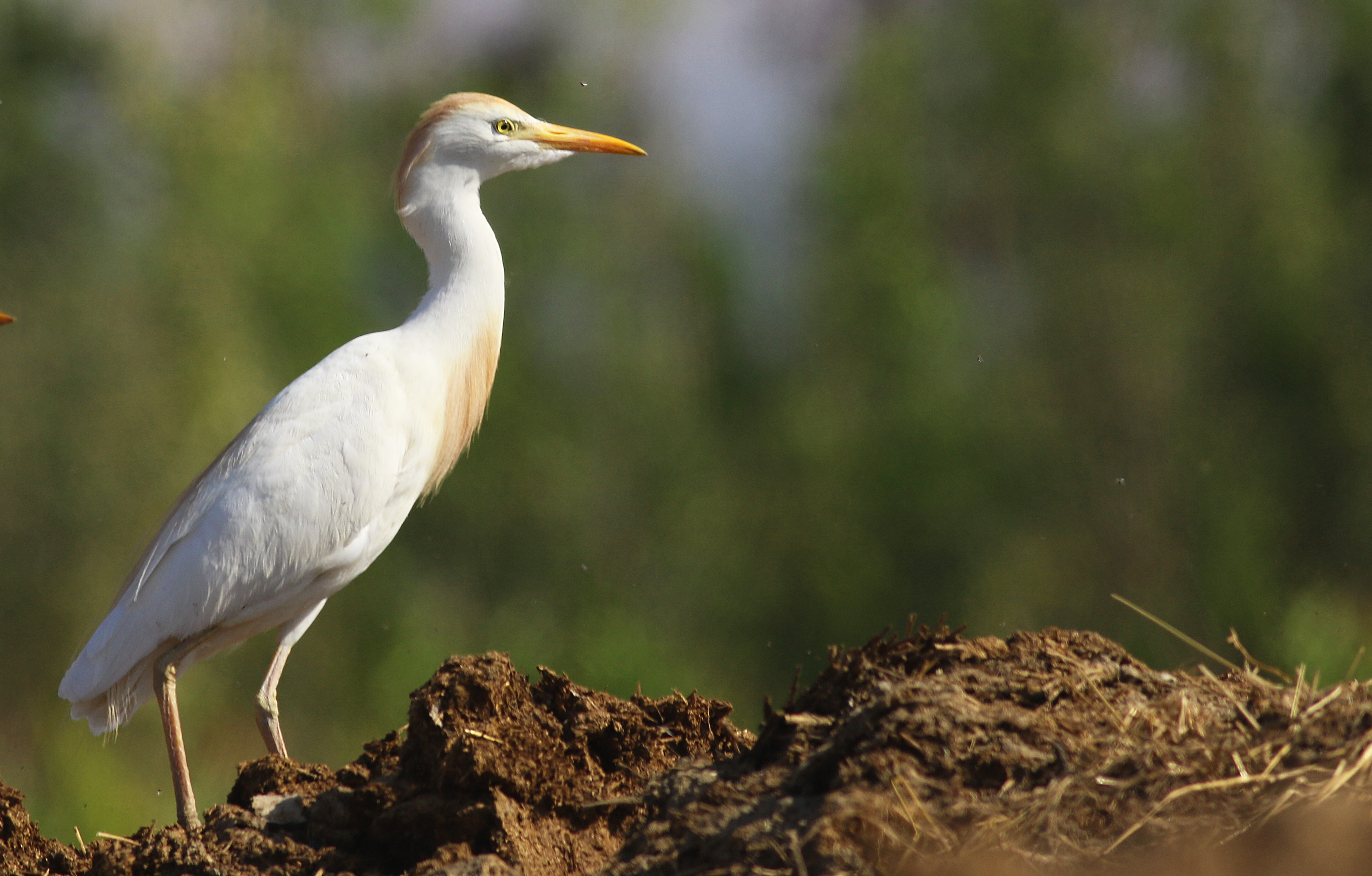 Cattle Egret